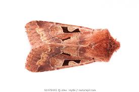 Attēlu rezultāti vaicājumam “Orthosia gothica”