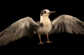 Attēlu rezultāti vaicājumam “Chlidonias niger”