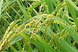 Image result for 붶