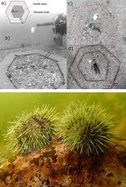 Image result for Strongylocentrotus droebachiensis