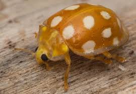 Attēlu rezultāti vaicājumam “Halyzia sedecimguttata”