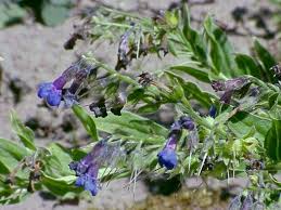 Attēlu rezultāti vaicājumam “Lophozia longiflora”