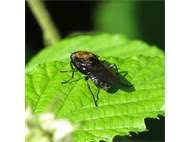 Attēlu rezultāti vaicājumam “Clitellaria ephippium”