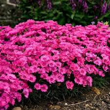 Attēlu rezultāti vaicājumam “Festuca altissima flower”