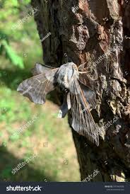 Attēlu rezultāti vaicājumam “Laothoe amurensis”