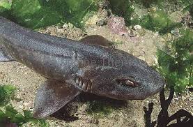 Image result for Haploblepharus pictus