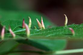 Attēlu rezultāti vaicājumam “Eriophyes tiliae”