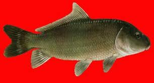 Image result for Ictiobus niger