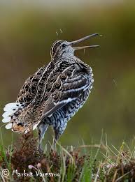 Image result for Gallinago media