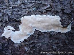 Attēlu rezultāti vaicājumam “Heterobasidion parviporum”