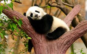 Résultat de recherche d'images pour "pandas"