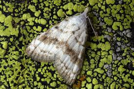 Attēlu rezultāti vaicājumam “Nola aerugula”