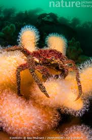 Image result for Hyas araneus