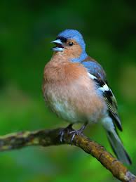 Attēlu rezultāti vaicājumam “Fringilla coelebs male”