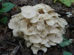 Attēlu rezultāti vaicājumam “Polyporus umbellatus”