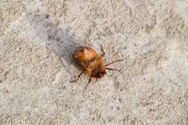 Attēlu rezultāti vaicājumam “Melolontha melolontha imago”