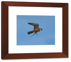 Attēlu rezultāti vaicājumam “Falco subbuteo adult”