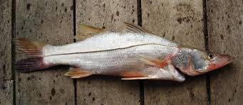 Image result for Centropomus undecimalis