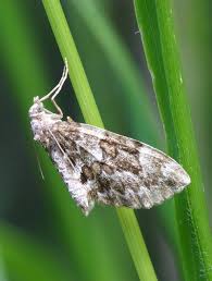 Attēlu rezultāti vaicājumam “Thera variata”