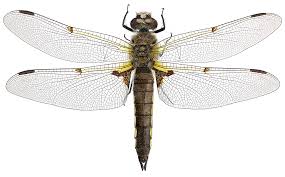 Attēlu rezultāti vaicājumam “Libellula quadrimaculata”