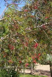 Attēlu rezultāti vaicājumam “Lycogala convexum sessile”