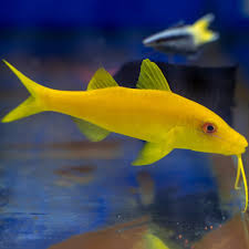 Image result for Parupeneus cyclostomus