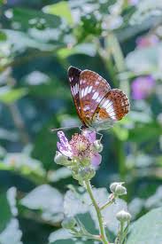 Attēlu rezultāti vaicājumam “Limenitis camilla”