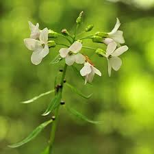 Attēlu rezultāti vaicājumam “Cardamine bulbifera leaf”