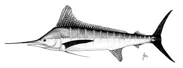 Image result for Kajikia albida