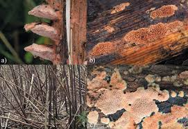 Attēlu rezultāti vaicājumam “Hapalopilus aurantiacus”