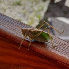 Attēlu rezultāti vaicājumam “Tettigonia cantans”