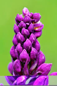 Attēlu rezultāti vaicājumam “Orchis mascula bud”