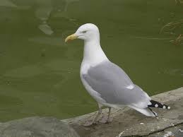 Attēlu rezultāti vaicājumam “Larus argentatus adult”