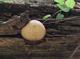 Attēlu rezultāti vaicājumam “Scleroderma citrinum”