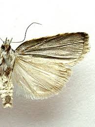 Attēlu rezultāti vaicājumam “Nycteola degenerana”