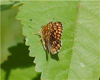 Attēlu rezultāti vaicājumam “Hamearis lucina”