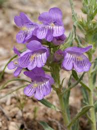 Attēlu rezultāti vaicājumam “Plantaginaceae”