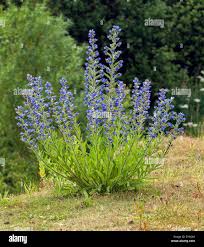 Attēlu rezultāti vaicājumam “Echium vulgare”