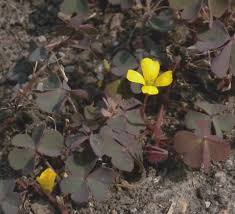 Attēlu rezultāti vaicājumam “Oxalis corniculata”
