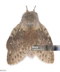 Attēlu rezultāti vaicājumam “Stauropus fagi”