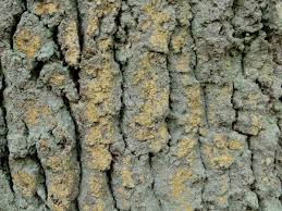 Attēlu rezultāti vaicājumam “Chaenotheca ferruginea”