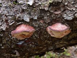 Attēlu rezultāti vaicājumam “Leptoporus mollis”