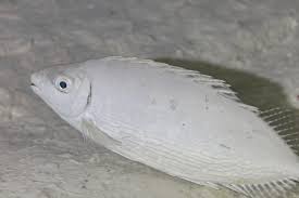 Image result for Siganus rivulatus