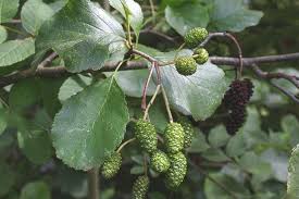 Attēlu rezultāti vaicājumam “Alnus glutinosa fruit”