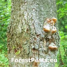 Attēlu rezultāti vaicājumam “Phellinus robustus”