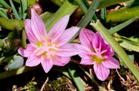 Attēlu rezultāti vaicājumam “Licea pygmaea”