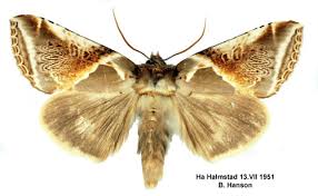 Attēlu rezultāti vaicājumam “Habrosyne pyritoides”