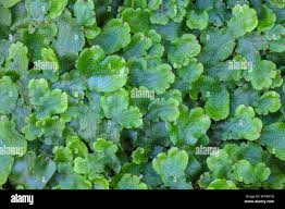 Attēlu rezultāti vaicājumam “Conocephalum conicum”