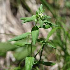 Attēlu rezultāti vaicājumam “Lithospermum officinale flower”