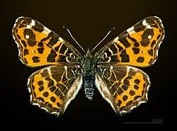 Attēlu rezultāti vaicājumam “Araschnia levana upperside”